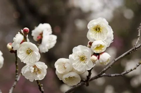 Plum flowers Stock Photos
