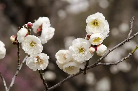 Plum flowers Stock Photos