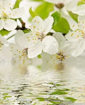 Plum flowers Stock Photos