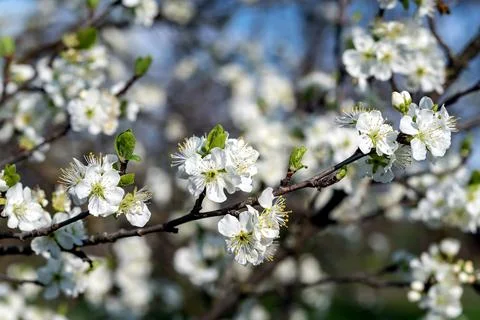 Plum flowers in spring Foto stock