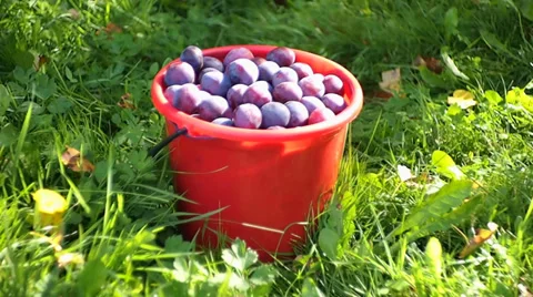 Plum Vídeo Stock 29523102