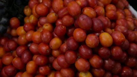 Plum Stock Footage 103031690