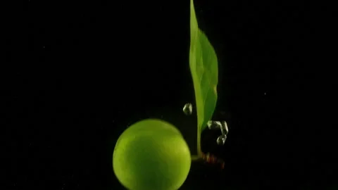 Plum Video stock 132607831