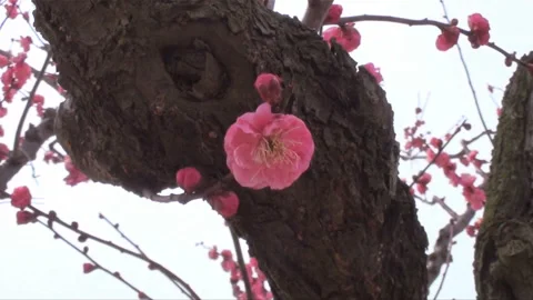 Plum 스톡 동영상 327431345