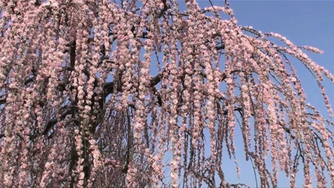 Plum Video stock 327431760