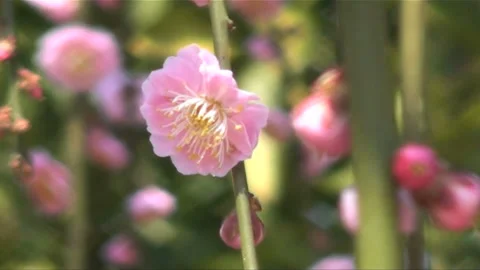 Plum Stock Footage 327431771