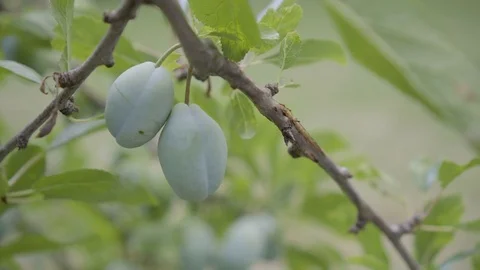 Plum, Fruit at the branch, Breeze Stock Footage 77517318