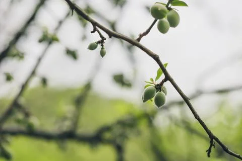 Plum fruit on the branches of the tree Stock Photos