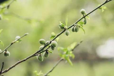 Plum fruit on the branches of the tree Stock Photos