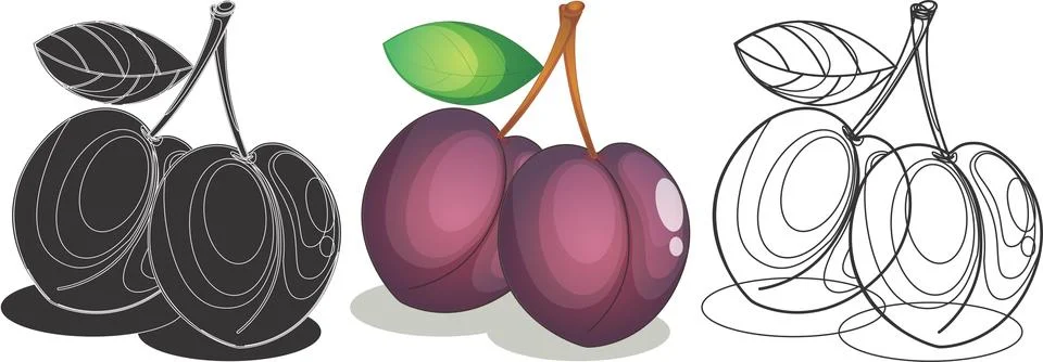 Plum fruit design illustration Vector Stock Illustration