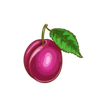 Plum fruit with green leaf isolated vector sketch Stock Illustration