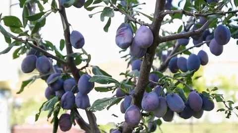 Plum fruit hanging on the tree Stock Footage 54727023