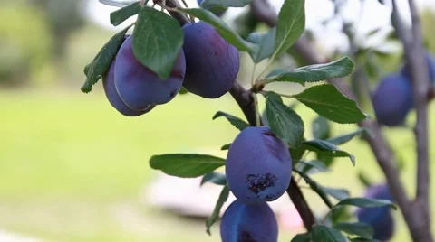 Plum fruit hanging on the tree Видео 54727153