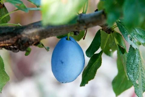 Plum fruit hanging on the tree, summer fruits and berries Stock Photos