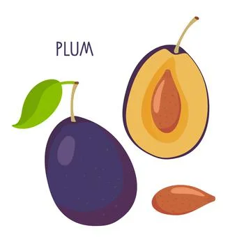 Plum fruit isolated on white background. Whole fruit and cut into halves. Farmer Stock Illustration