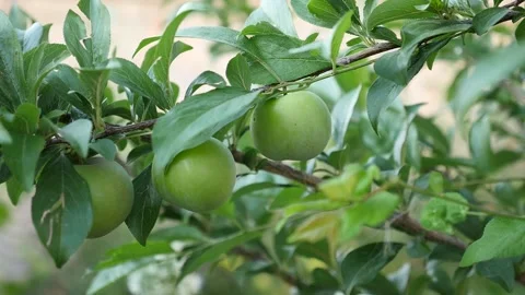 Plum fruit on plum tree,close up, Stock Footage 157914509