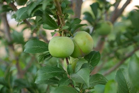 Plum fruit on plum tree,close up, Stock Photos
