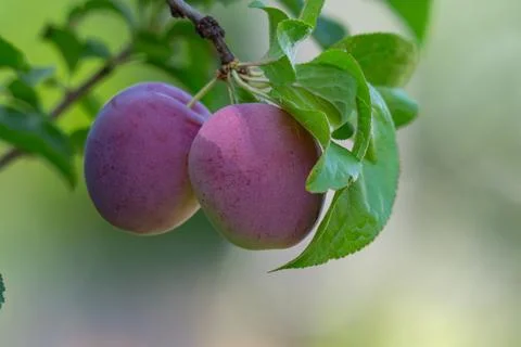 Plum fruit on tree branch surrounded by green leaves Stock Photos