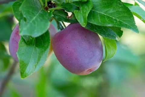 Plum fruit on tree branch surrounded by green leaves Stock Photos