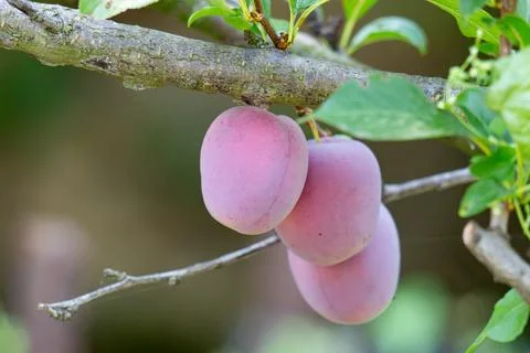 Plum fruit on tree branch surrounded by green leaves Stock Photos