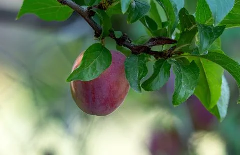 Plum fruit on tree branch surrounded by green leaves Stock Photos