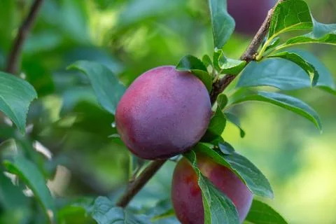 Plum fruit on tree branch surrounded by green leaves Stock Photos