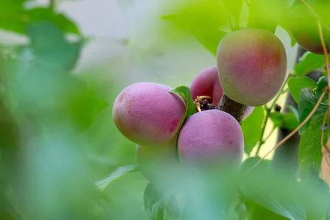 Plum fruit on tree branch surrounded by green leaves Stock Photos