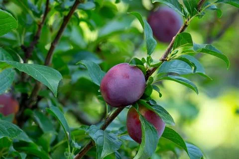 Plum fruit on tree branch surrounded by green leaves Stock Photos