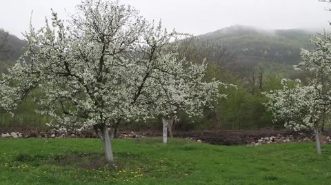 Plum fruit tree garden Stock Footage 40341386