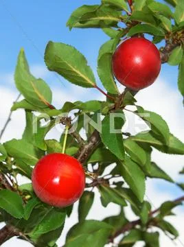 Plum fruits Stock Photos