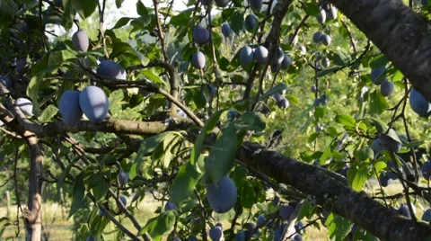 Plum fruits on a tree Stock Footage 53217521