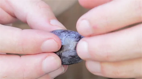 Plum in hand Video stock 54197013