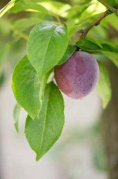 Plum hanging from the tree Stock Photos