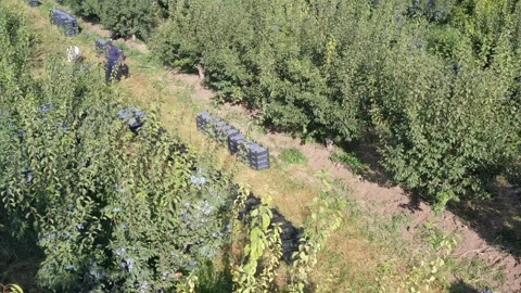 Plum harvest 1 Stock Footage 336901221