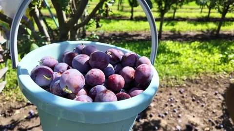 Plum harvest. Stock Footage 317509508