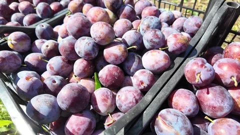 Plum harvest. Stock Footage 326201467