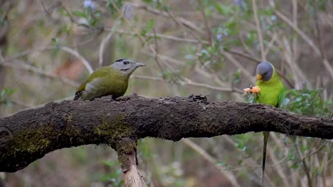 Plum-headed Parakeet and Gray-headed Woodpecker Together in the himalayas Stock Footage 311550586