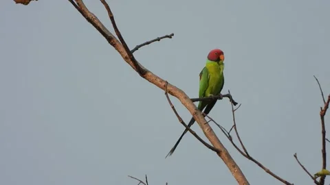 Plum-headed parakeet bird in tree. 스톡 동영상 172528139
