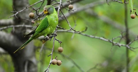 Plum -headed parakeet female Video stock 330762007