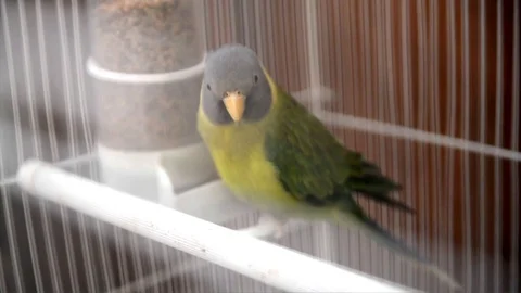 Plum-headed parakeet Video stock 70973492