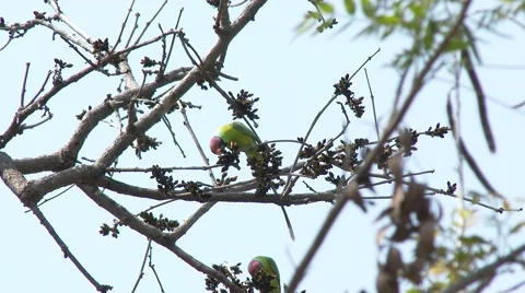 Plum-Headed Parakeet Foraging Several Bandhavgarh National Park Spring Video stock 43194746