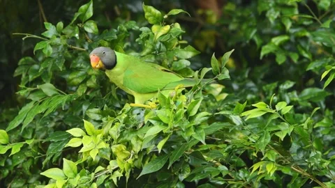 Plum headed parakeet or Psittacula cyanocephala feeding eating fruit corbett Stock Footage 297955853