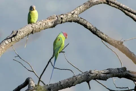 Plum-headed Parakeet pair perched on tree branch in Janjehli, Himachal Pradesh Fotos Stock