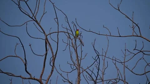 Plum-headed parakeet perched up elegantly in Ranthambore national park 스톡 동영상 256889563