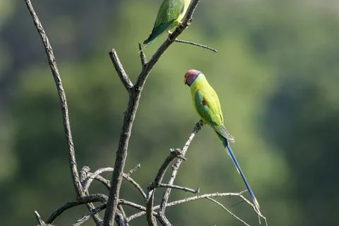 Plum-headed Parakeet perched on tree branch in Janjehli, Himachal Pradesh 写真素材