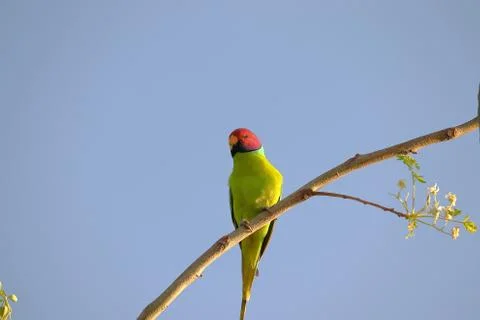 Plum-headed parakeet Stock Photos