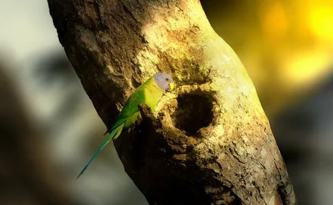 Plum Headed Parakeet Stock Photos