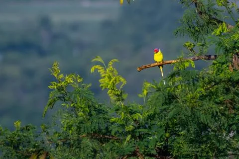 Plum headed Parakeet Stock Photos