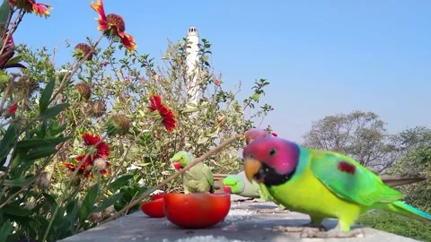 Plum headed parakeet ,rose-ringed perrot and sparrow Video stock 219852058