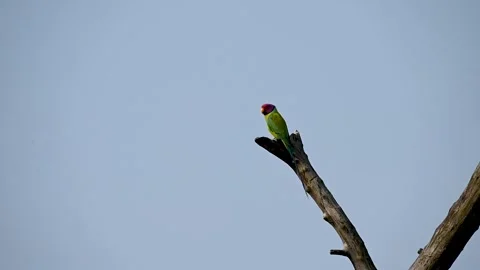 Plum headed parakeet on top of a dead tree in Tadoba national park 库存影片 330400381